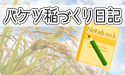 バケツ稲づくり日記